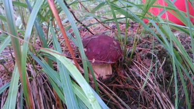 Прикрепленное изображение: DSC_0061_New2.jpg